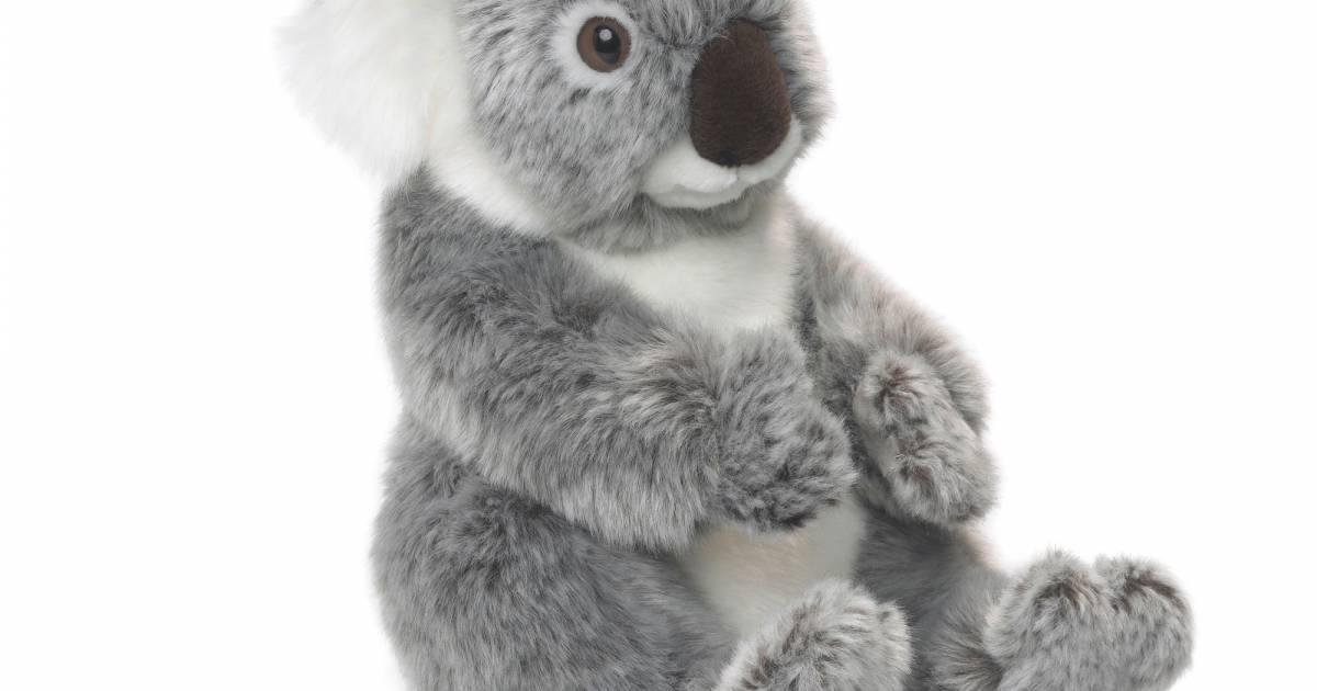 Peluche koala wwf sales